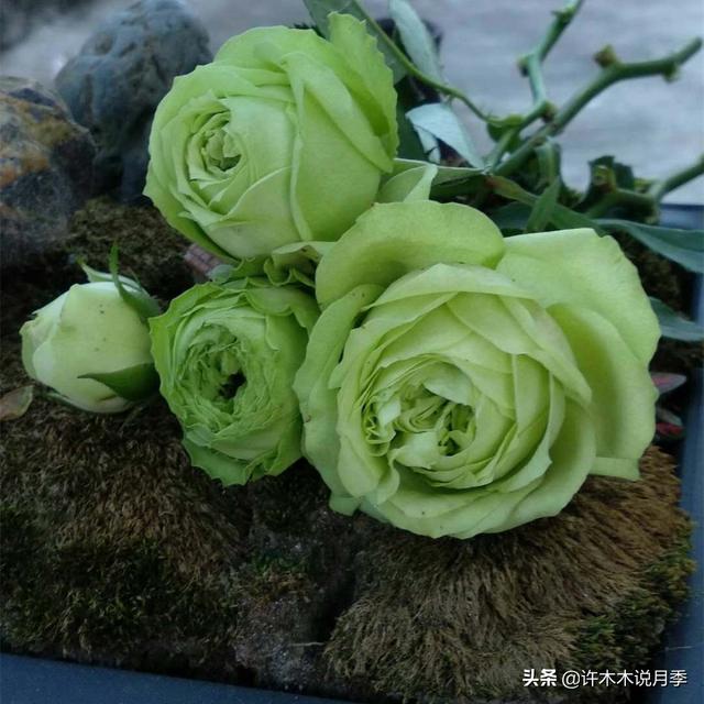 哪些月季一年四季花开不断？最适合阳台种植的月季，微月养护教程
