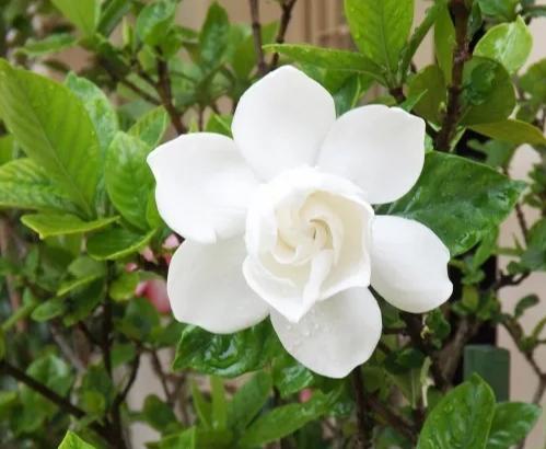 清香美丽的栀子花，真好看
