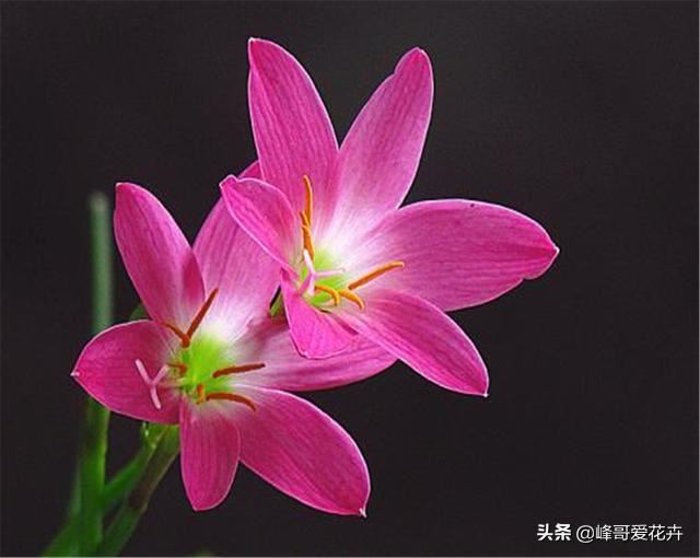 风雨兰只长叶子不开花？我有小妙招，这样做就能让它花开爆盆