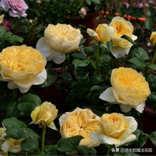 炎热的夏天为月季带来一丝“小清凉”，盆土透气，花苞呼呼开