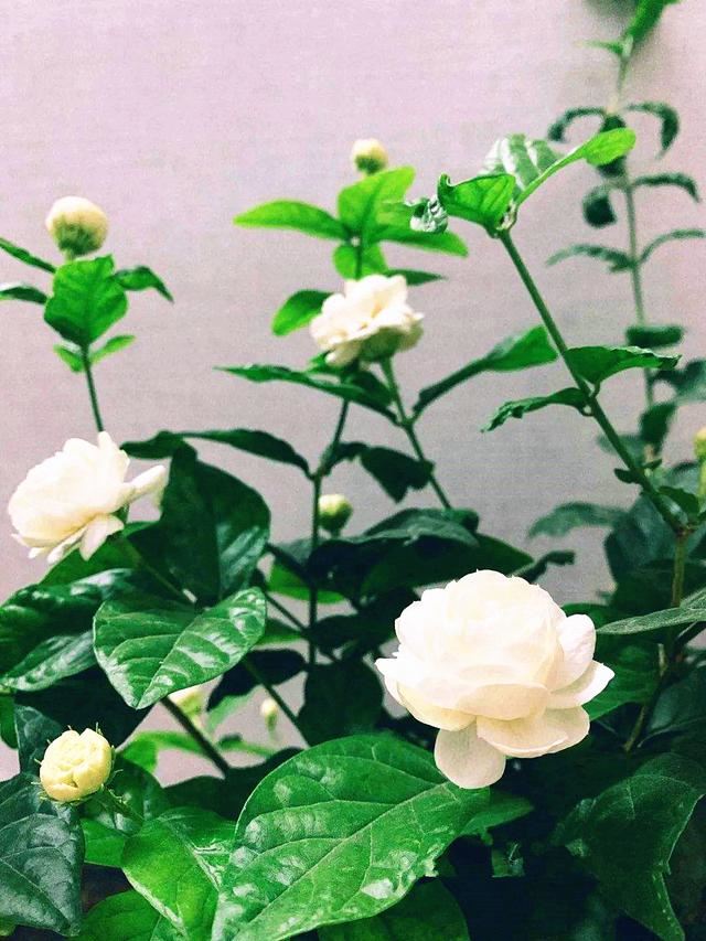 虎头茉莉养护难度大，做好3点，健康生长，开花勤又香