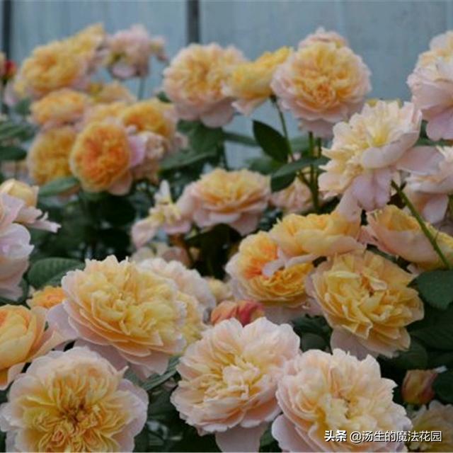 炎热的夏天为月季带来一丝“小清凉”，盆土透气，花苞呼呼开