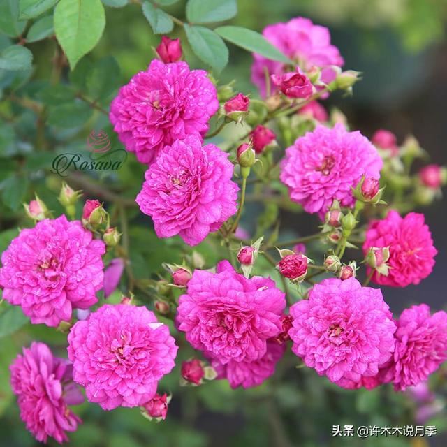 哪些月季一年四季花开不断？最适合阳台种植的月季，微月养护教程