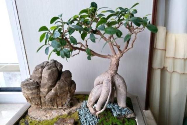 盆景人参榕，哗哗掉叶子？教你4步，枝叶繁茂美回来