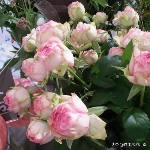哪些月季一年四季花开不断？最适合阳台种植的月季，微月养护教程