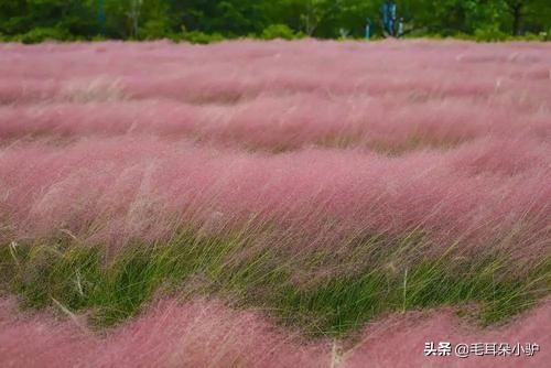 红花很常见，红叶才稀奇，落红不是无情物，化作春泥更护花