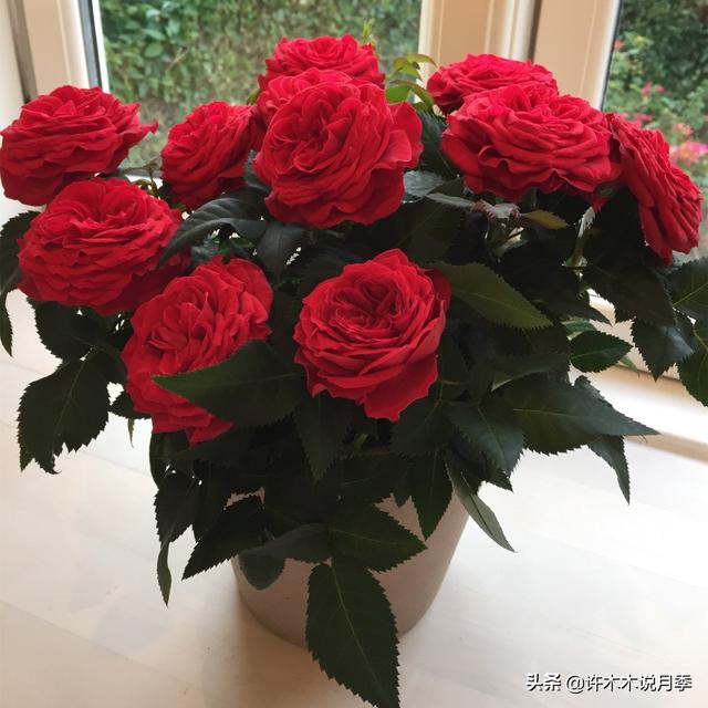 哪些月季一年四季花开不断？最适合阳台种植的月季，微月养护教程