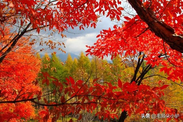 红花很常见，红叶才稀奇，落红不是无情物，化作春泥更护花