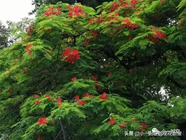 花花世界：红得酣畅淋漓，绿得沁人心脾。它是五月最靓丽的花
