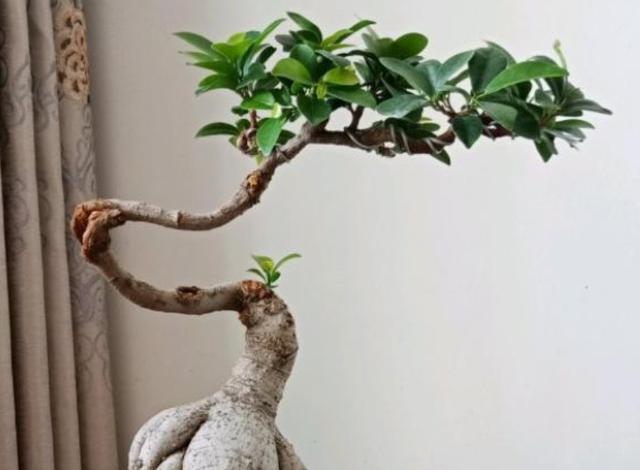 盆景人参榕，哗哗掉叶子？教你4步，枝叶繁茂美回来