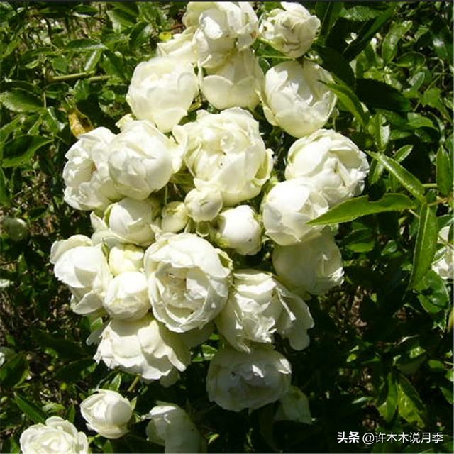 哪些月季一年四季花开不断？最适合阳台种植的月季，微月养护教程