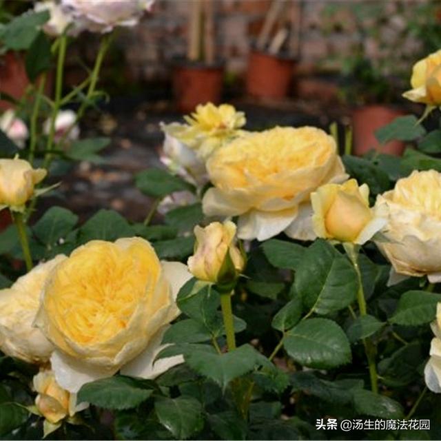 炎热的夏天为月季带来一丝“小清凉”，盆土透气，花苞呼呼开
