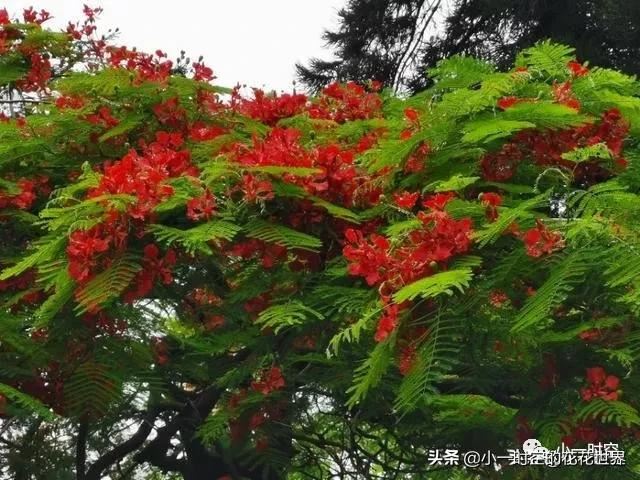 花花世界：红得酣畅淋漓，绿得沁人心脾。它是五月最靓丽的花