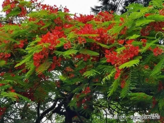 花花世界：红得酣畅淋漓，绿得沁人心脾。它是五月最靓丽的花