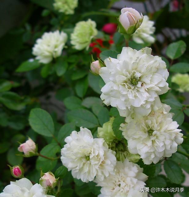 哪些月季一年四季花开不断？最适合阳台种植的月季，微月养护教程