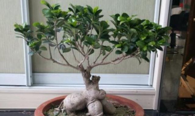 盆景人参榕，哗哗掉叶子？教你4步，枝叶繁茂美回来