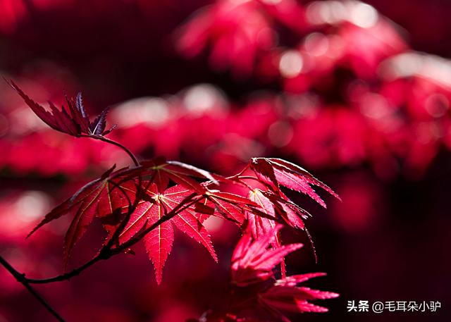 红花很常见，红叶才稀奇，落红不是无情物，化作春泥更护花