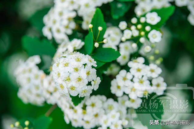 绿叶中美丽的麻叶绣线菊，洁白娇美的花朵很迷人