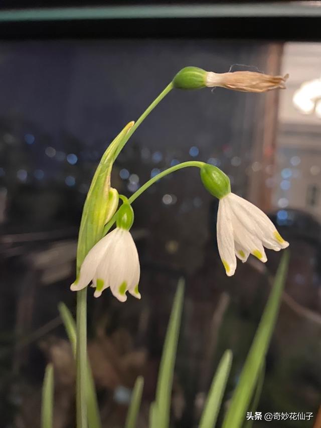 如此清新脱俗的花儿却没有几人知晓，是我的审美太独特吗？
