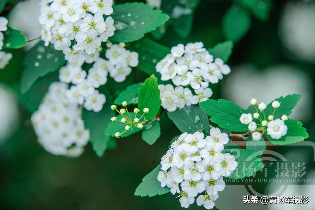 绿叶中美丽的麻叶绣线菊，洁白娇美的花朵很迷人