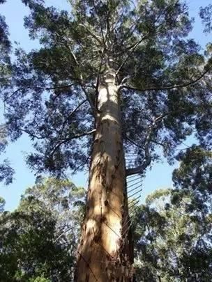 庭院植树——全球最著名的十五棵树，给您家的子孙来一棵么？