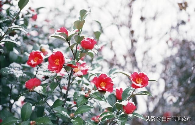 山茶花——花语代表着；希望爱你直到生命结束，就是你理想的爱