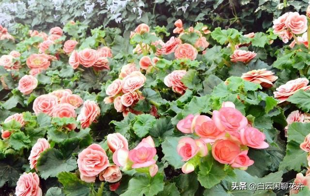 山茶花——花语代表着；希望爱你直到生命结束，就是你理想的爱