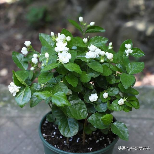 这3种花扦插正合适，几根枝条插盆里，生根快、长势好，1盆变10盆