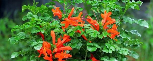 硬骨凌霄花怎么修剪