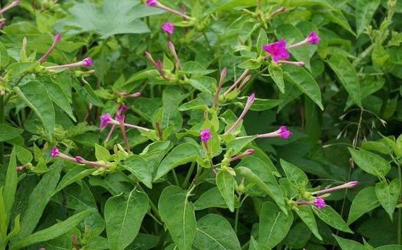 想要夏季赏花就养紫茉莉，春季动手扦插，居家观花不用再等一年