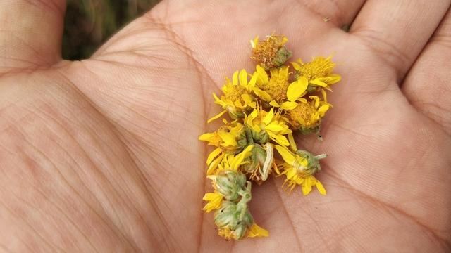 菊花栽培管理技术，种植户需把握这些萌芽、开花关键要点！