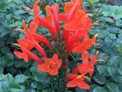 硬骨凌霄花怎么修剪