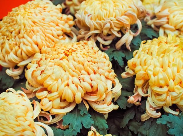 菊花栽培管理技术，种植户需把握这些萌芽、开花关键要点！