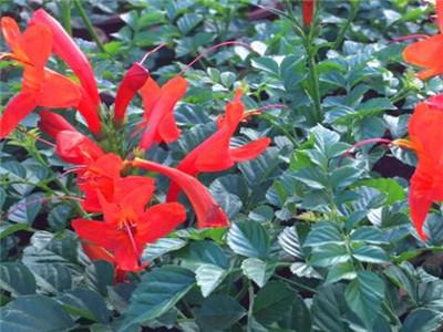硬骨凌霄花怎么修剪