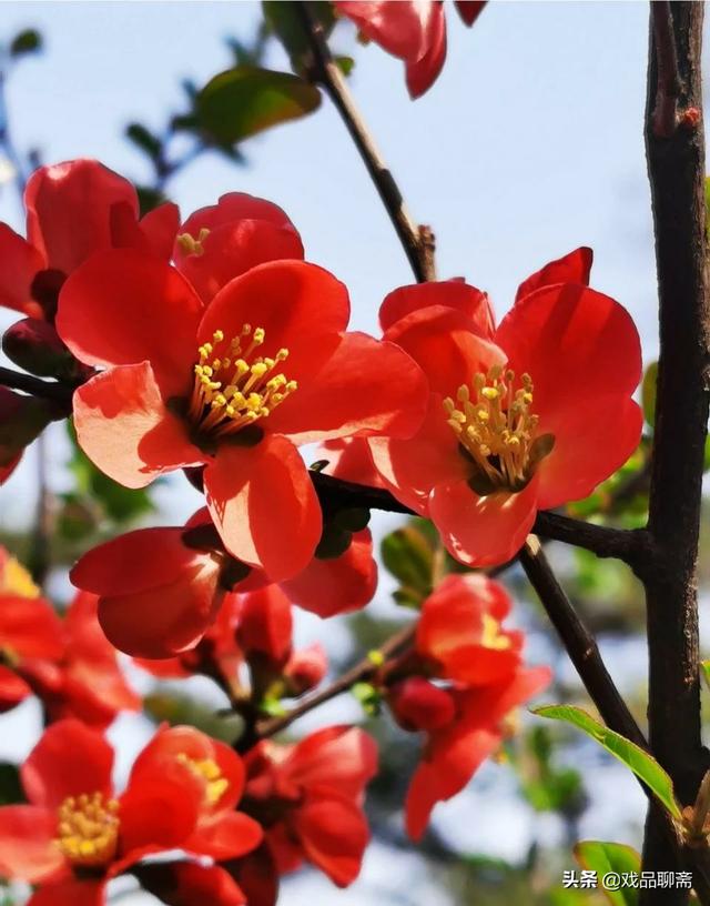 石榴花开耀眼明