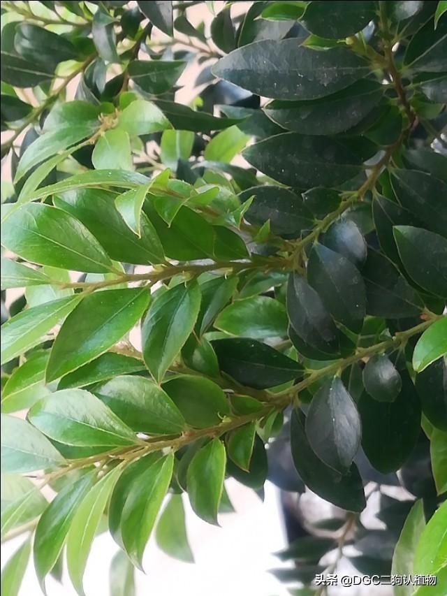 紫檀，又叫做印度紫檀