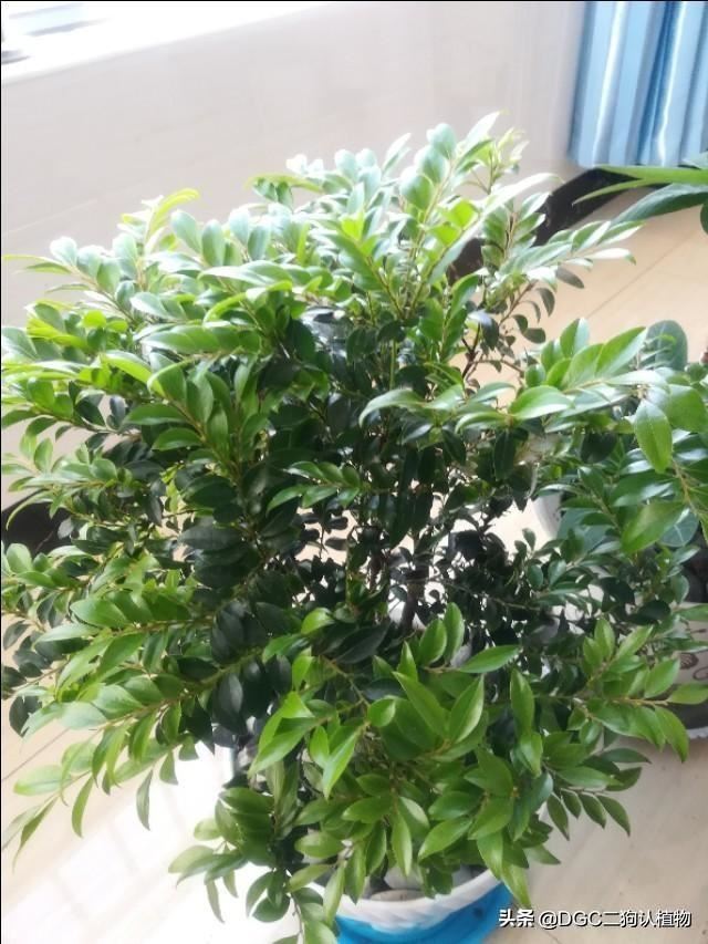 紫檀，又叫做印度紫檀