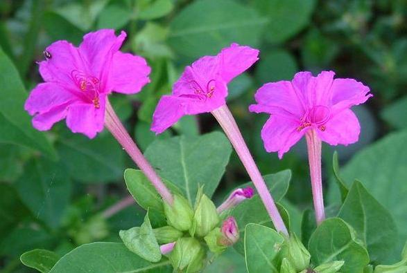 想要夏季赏花就养紫茉莉，春季动手扦插，居家观花不用再等一年