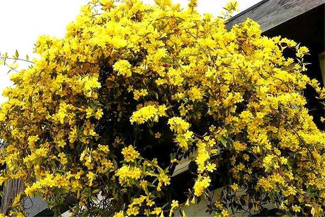 这种花城里人叫“法国香水”，抢着种，农村人躲得远，有大毒