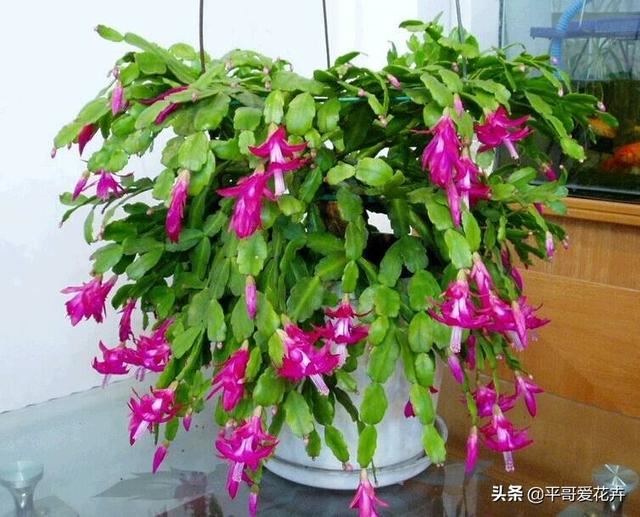 这3种花扦插正合适，几根枝条插盆里，生根快、长势好，1盆变10盆