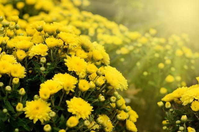 菊花栽培管理技术，种植户需把握这些萌芽、开花关键要点！