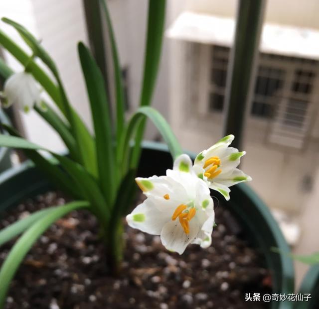 如此清新脱俗的花儿却没有几人知晓，是我的审美太独特吗？