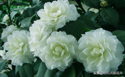 山茶花——花语代表着；希望爱你直到生命结束，就是你理想的爱