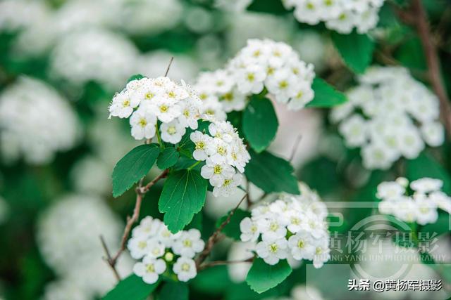 绿叶中美丽的麻叶绣线菊，洁白娇美的花朵很迷人