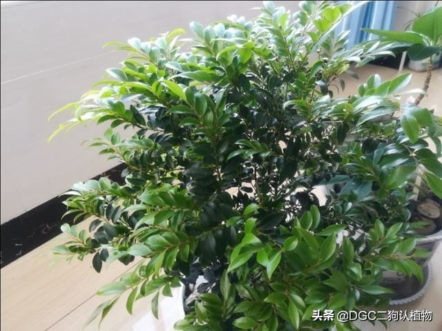 紫檀，又叫做印度紫檀