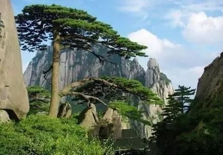 庭院植树——全球最著名的十五棵树，给您家的子孙来一棵么？