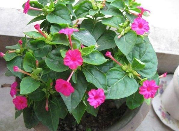 想要夏季赏花就养紫茉莉，春季动手扦插，居家观花不用再等一年