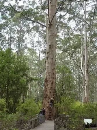 庭院植树——全球最著名的十五棵树，给您家的子孙来一棵么？