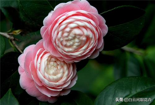 山茶花——花语代表着；希望爱你直到生命结束，就是你理想的爱
