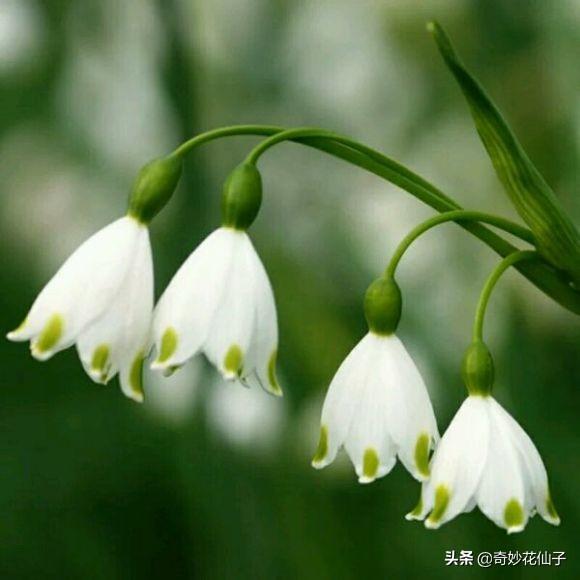 如此清新脱俗的花儿却没有几人知晓，是我的审美太独特吗？